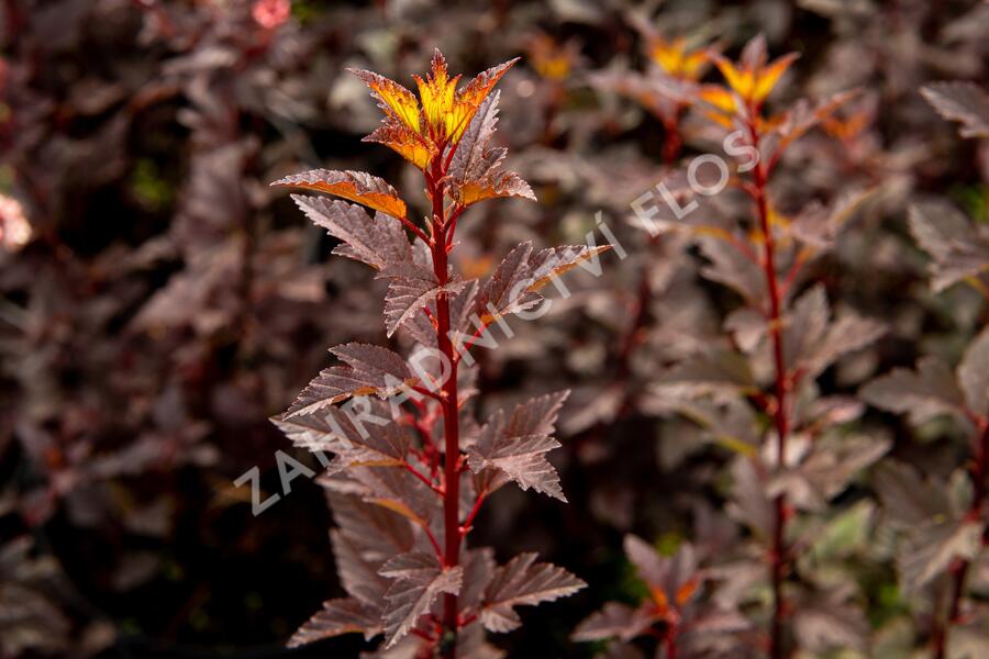 Tavola kalinolistá 'Little Joker' - Physocarpus opulifolius 'Little Joker'