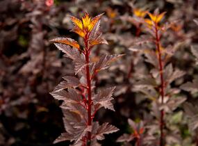 Tavola kalinolistá 'Little Joker' - Physocarpus opulifolius 'Little Joker'