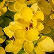 Dřišťál Thunbergův 'Golden Torch' - Berberis thunbergii 'Golden Torch'