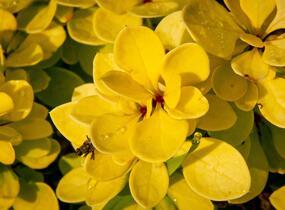 Dřišťál Thunbergův 'Golden Torch' - Berberis thunbergii 'Golden Torch'