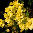 Dřišťál Thunbergův 'Golden Torch' - Berberis thunbergii 'Golden Torch'