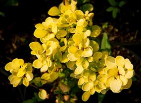 Dřišťál Thunbergův 'Golden Torch' - Berberis thunbergii 'Golden Torch'