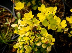 Dřišťál Thunbergův 'Golden Torch' - Berberis thunbergii 'Golden Torch'