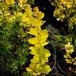 Dřišťál Thunbergův 'Golden Torch' - Berberis thunbergii 'Golden Torch'