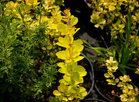Dřišťál Thunbergův 'Golden Torch' - Berberis thunbergii 'Golden Torch'