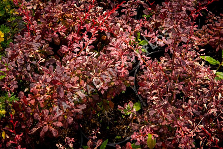 Dřišťál Thunbergův 'Pink Attraction' - Berberis thunbergii 'Pink Attraction'