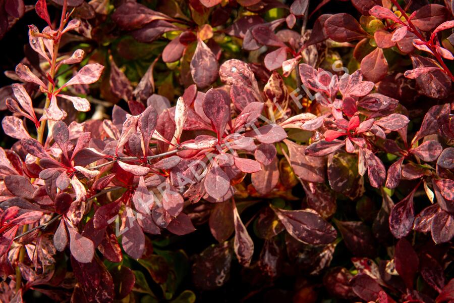 Dřišťál Thunbergův 'Pink Attraction' - Berberis thunbergii 'Pink Attraction'