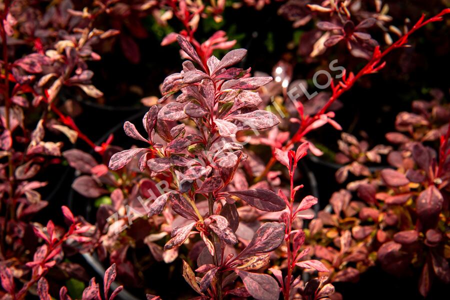Dřišťál Thunbergův 'Pink Attraction' - Berberis thunbergii 'Pink Attraction'