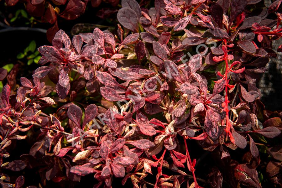 Dřišťál Thunbergův 'Pink Attraction' - Berberis thunbergii 'Pink Attraction'