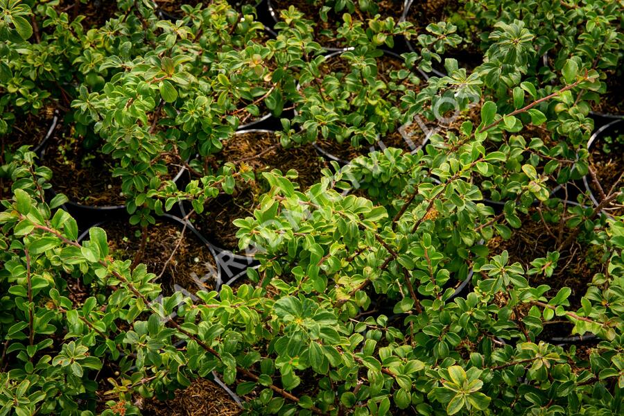 Tavolník nipponský 'White Carpet' - Spiraea nipponica 'White Carpet'