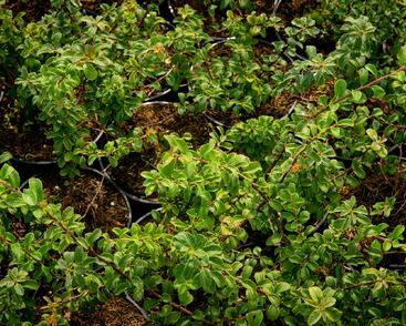 Tavolník nipponský 'White Carpet'