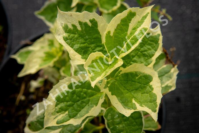 Pustoryl věncový 'Variegatus' - Philadelphus coronarius 'Variegatus'