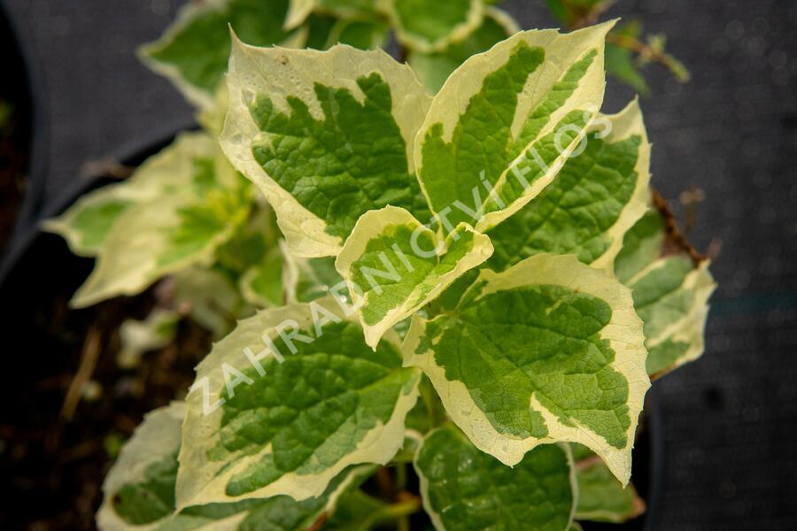 Pustoryl věncový 'Variegatus' - Philadelphus coronarius 'Variegatus'