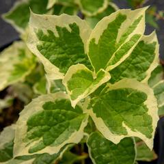 Pustoryl věncový 'Variegatus' - Philadelphus coronarius 'Variegatus'