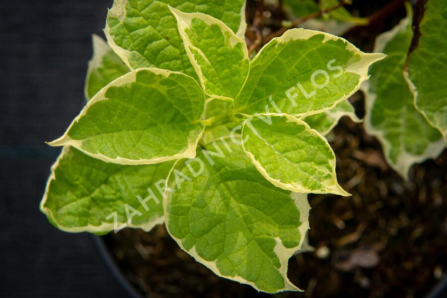 Pustoryl věncový 'Variegatus' - Philadelphus coronarius 'Variegatus'
