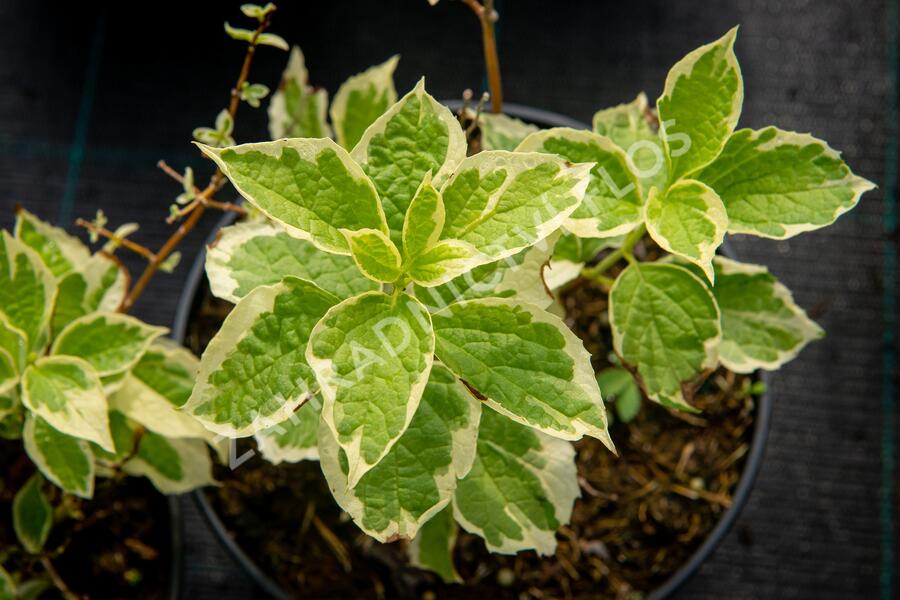 Pustoryl věncový 'Variegatus' - Philadelphus coronarius 'Variegatus'