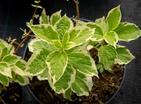 Pustoryl věncový 'Variegatus' - Philadelphus coronarius 'Variegatus'