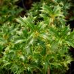 Vonokvětka různolistá 'Gulftide' - Osmanthus heterophyllus 'Gulftide'
