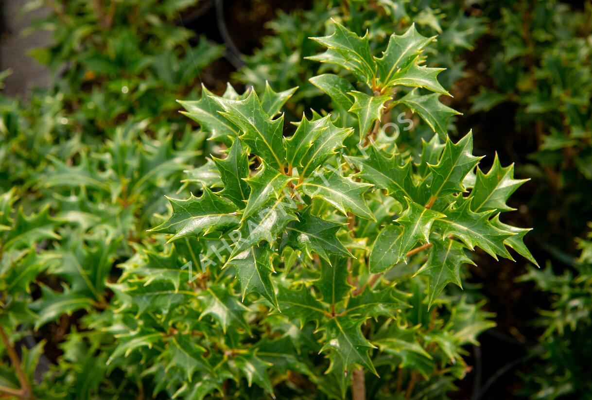 Vonokvětka různolistá 'Gulftide' - Osmanthus heterophyllus 'Gulftide'