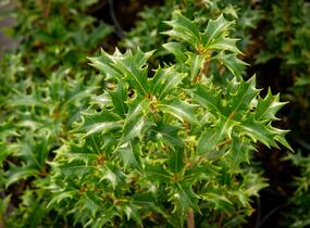 Vonokvětka různolistá 'Gulftide' - Osmanthus heterophyllus 'Gulftide'