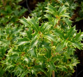 Vonokvětka různolistá 'Gulftide' - Osmanthus heterophyllus 'Gulftide'