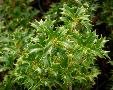 Vonokvětka různolistá 'Gulftide'