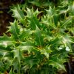 Vonokvětka různolistá 'Gulftide' - Osmanthus heterophyllus 'Gulftide'
