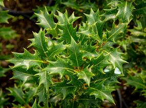 Vonokvětka různolistá 'Gulftide' - Osmanthus heterophyllus 'Gulftide'