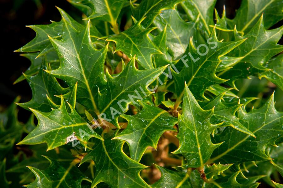 Vonokvětka různolistá 'Gulftide' - Osmanthus heterophyllus 'Gulftide'
