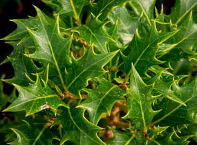 Vonokvětka různolistá 'Gulftide' - Osmanthus heterophyllus 'Gulftide'