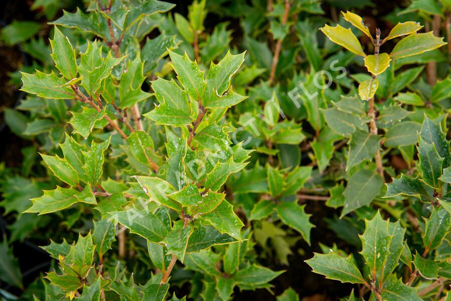 Vonokvětka různolistá 'Purpureus' - Osmanthus heterophyllus 'Purpureus'