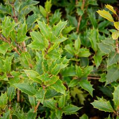 Vonokvětka různolistá 'Purpureus' - Osmanthus heterophyllus 'Purpureus'