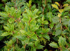 Vonokvětka různolistá 'Purpureus' - Osmanthus heterophyllus 'Purpureus'