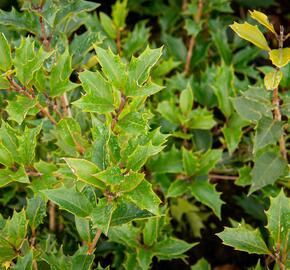 Vonokvětka různolistá 'Purpureus' - Osmanthus heterophyllus 'Purpureus'