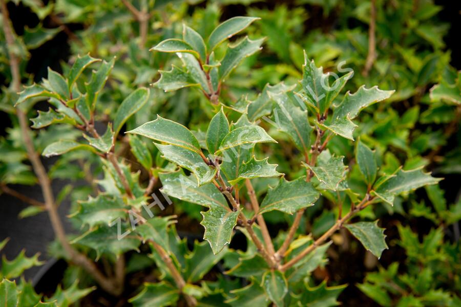 Vonokvětka různolistá 'Purpureus' - Osmanthus heterophyllus 'Purpureus'