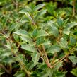 Vonokvětka různolistá 'Purpureus' - Osmanthus heterophyllus 'Purpureus'