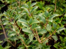 Vonokvětka různolistá 'Purpureus' - Osmanthus heterophyllus 'Purpureus'