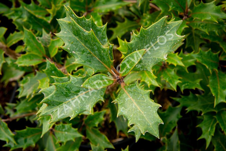 Vonokvětka různolistá 'Purpureus' - Osmanthus heterophyllus 'Purpureus'