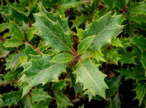 Vonokvětka různolistá 'Purpureus' - Osmanthus heterophyllus 'Purpureus'