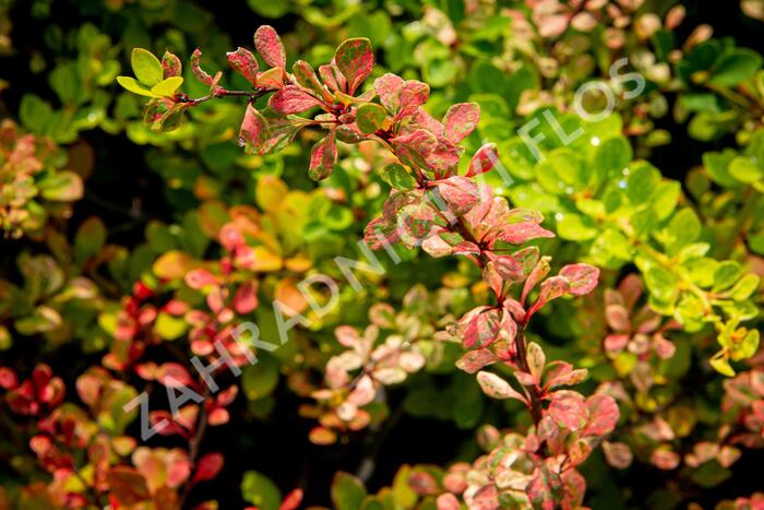 Dřišťál Thunbergův 'Silver Beauty' - Berberis thunbergii 'Silver Beauty'
