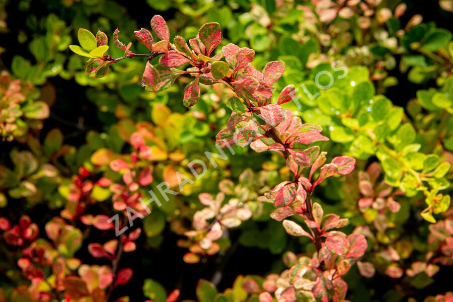 Dřišťál Thunbergův 'Silver Beauty' - Berberis thunbergii 'Silver Beauty'