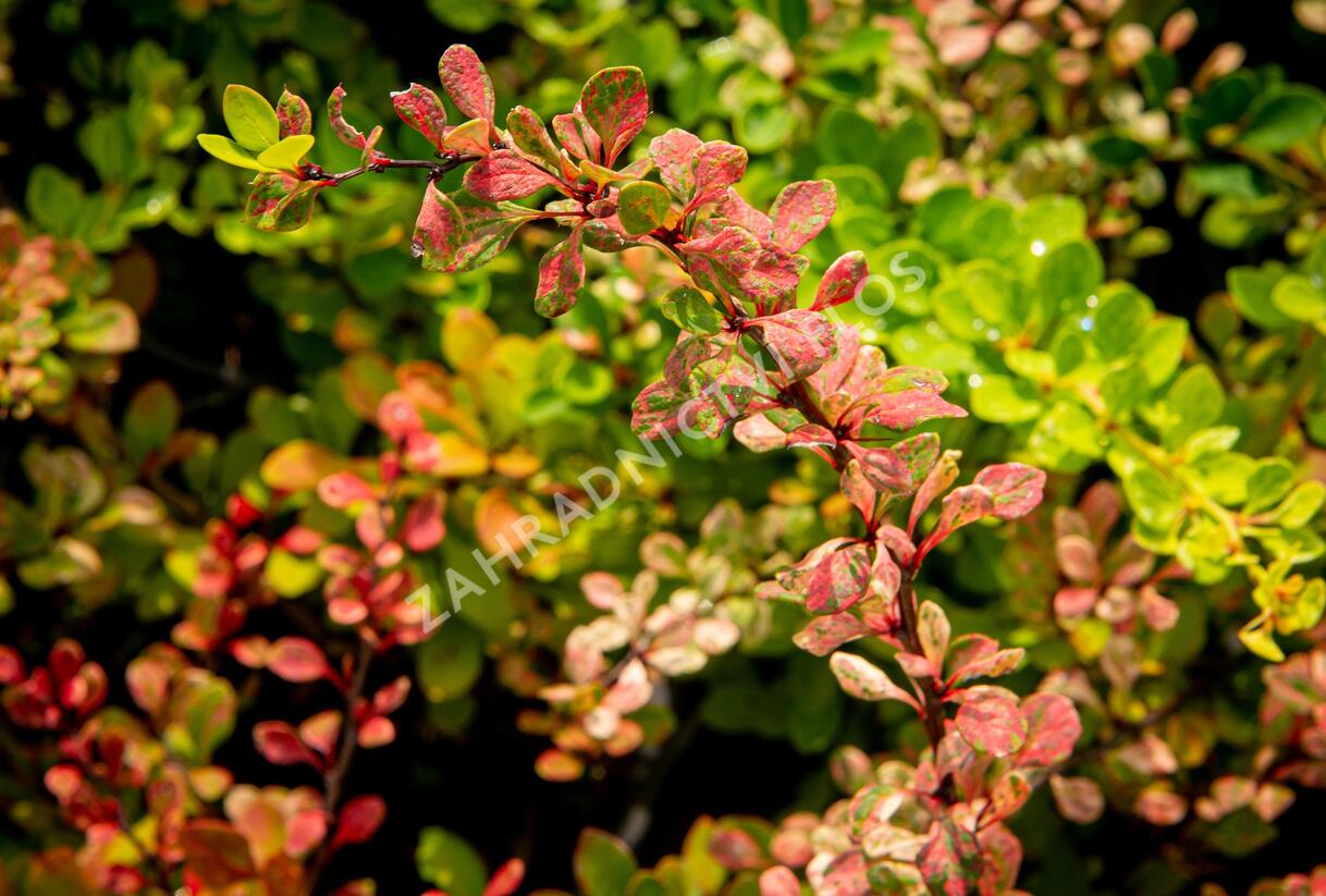 Dřišťál Thunbergův 'Silver Beauty' - Berberis thunbergii 'Silver Beauty'