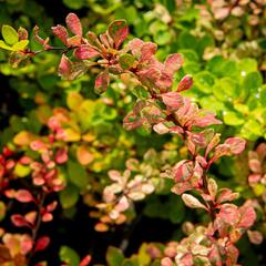 Dřišťál Thunbergův 'Silver Beauty' - Berberis thunbergii 'Silver Beauty'
