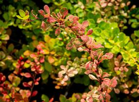 Dřišťál Thunbergův 'Silver Beauty' - Berberis thunbergii 'Silver Beauty'