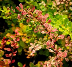 Dřišťál Thunbergův 'Silver Beauty' - Berberis thunbergii 'Silver Beauty'