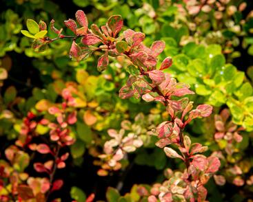 Dřišťál Thunbergův 'Silver Beauty'