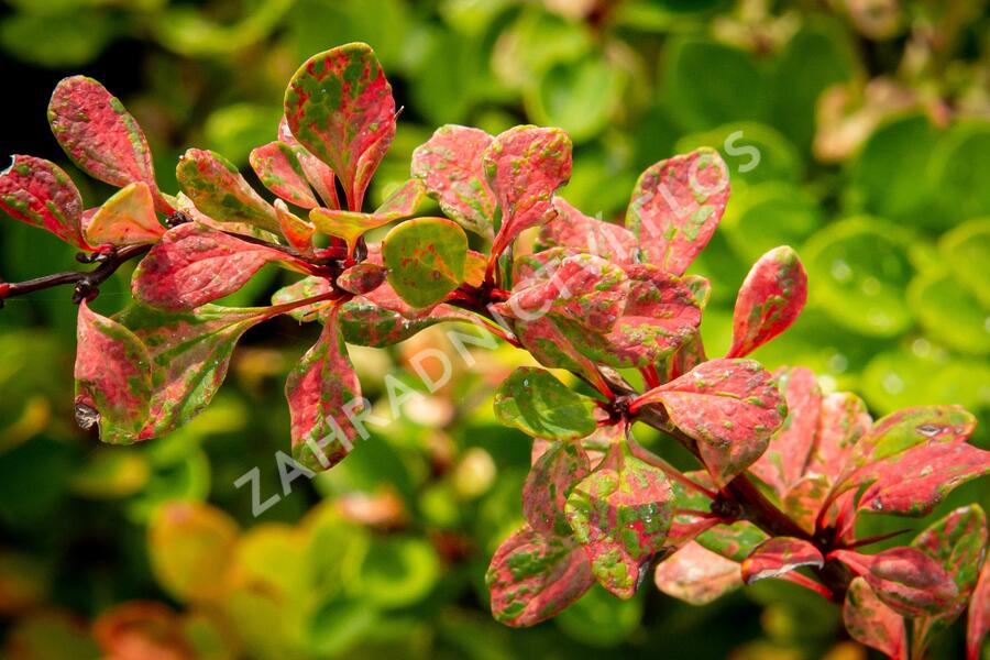 Dřišťál Thunbergův 'Silver Beauty' - Berberis thunbergii 'Silver Beauty'
