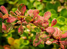 Dřišťál Thunbergův 'Silver Beauty' - Berberis thunbergii 'Silver Beauty'