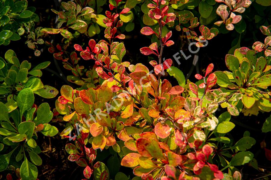 Dřišťál Thunbergův 'Silver Beauty' - Berberis thunbergii 'Silver Beauty'