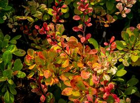 Dřišťál Thunbergův 'Silver Beauty' - Berberis thunbergii 'Silver Beauty'